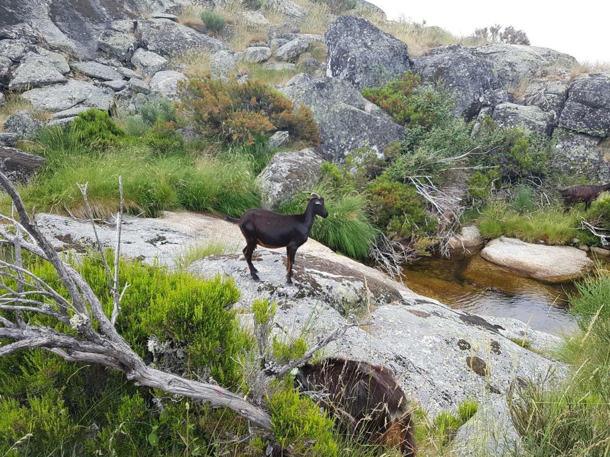 Casa Da Bela Vista - Serra Da Estrela Covilhã Eksteriør bilde